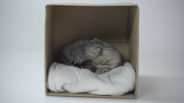 灰色的猫坐在纸板箱和舔白色的背景 — 图库视频影像