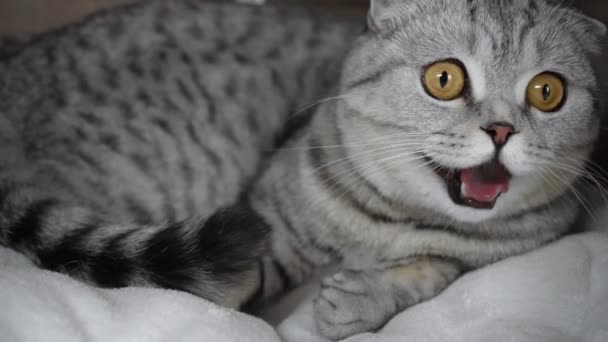 灰色的猫坐在毯子上张开嘴 经常在纸板箱呼吸 — 图库视频影像