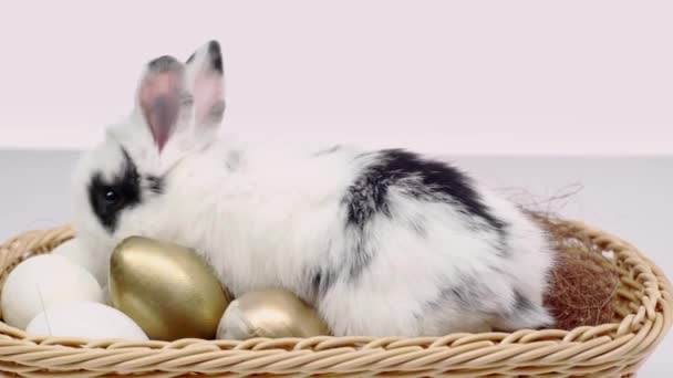 Niedliche Gefleckte Kaninchen Laufen Und Springen Korb Mit Ostereiern Auf — Stockvideo