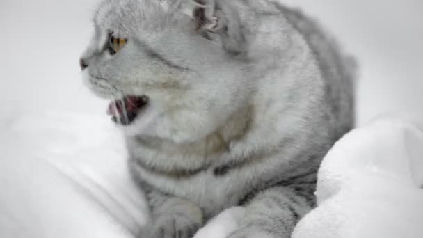 Gato Cinza Sentado Cobertor Branco Com Boca Aberta Caminhando Fundo — Vídeo de Stock