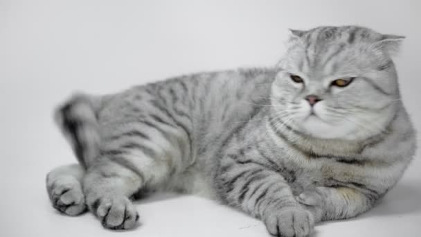 Γκρι Γάτα Ξαπλωμένη Γλείφει Μύτη Και Περπάτημα Μακριά Λευκό Φόντο — Αρχείο Βίντεο