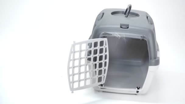 Grey Cat Coming Travel Cage White Background — Stock Video