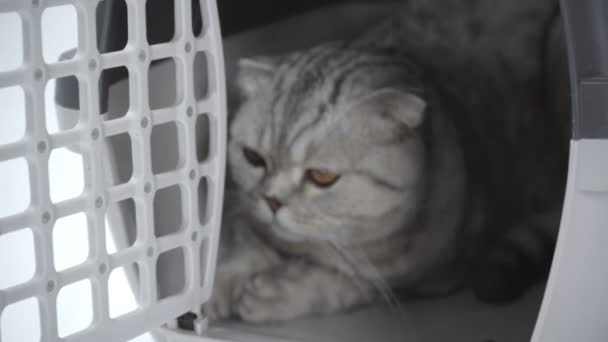 Γκρι Γάτα Ξαπλωμένη Στο Κλουβί Μεταφοράς Και Γλείφει Μύτη Άσπρο — Αρχείο Βίντεο