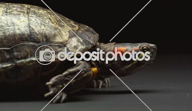 taşıma ve yan masada siyah izole sürünerek kaplumbağa