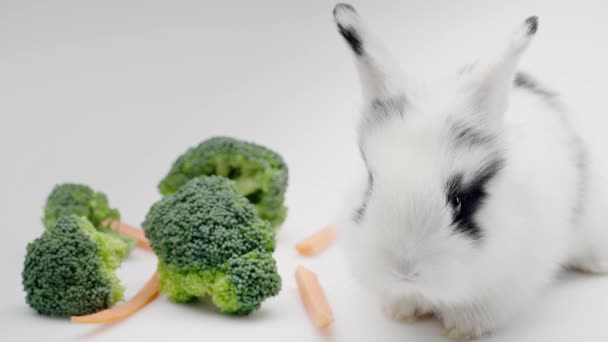 Lindo Conejo Sentado Cerca Verduras Moviendo Nariz Lamiendo Aislado Blanco — Vídeos de Stock