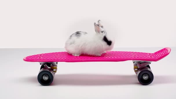 Lindo Conejo Sentado Con Manchas Monopatín Rosa Sobre Fondo Blanco — Vídeos de Stock