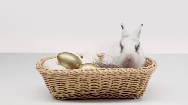 Cute Rabbit Black Spots Muzzle Wiggling Nose Basket Painted Eggs — Stock Video