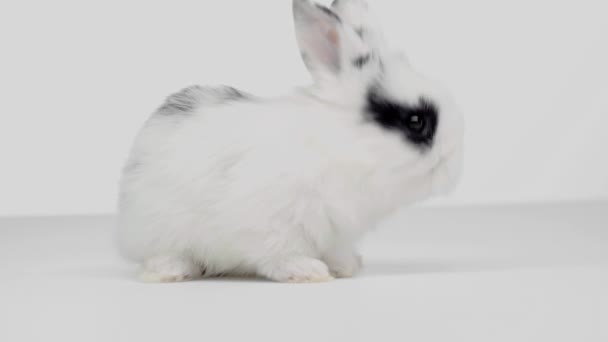 Lindo Conejo Con Manchas Sentadas Mesa Huyendo Sobre Fondo Blanco — Vídeos de Stock