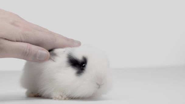 Vista Ritagliata Uomo Accarezzando Carino Macchiato Coniglio Sfondo Bianco — Video Stock