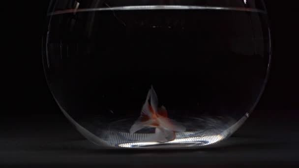 Poissons Rouges Nageant Dans Aquarium Sur Fond Noir — Video