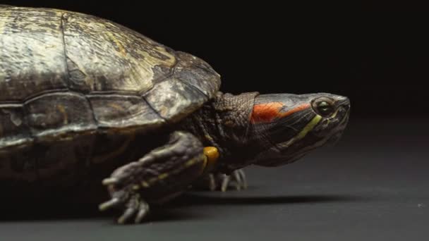 Schildpad Verplaatsen Kruipen Zijwaarts Tabel Geïsoleerd Zwart — Stockvideo