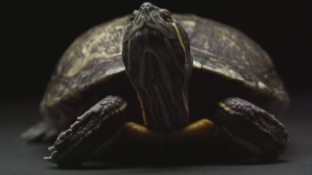 Закрытый Вид Мигающей Движущейся Черепахи Изолированной Черном Фоне — стоковое видео