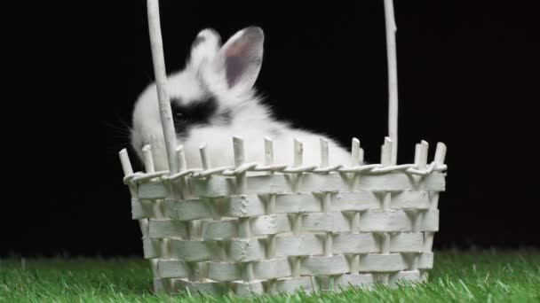 ブラックに分離された芝生の上のバスケットに銃口に黒い斑点でかわいいウサギ — ストック動画