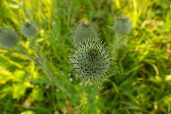 Groene Bloem Gras — Stockfoto