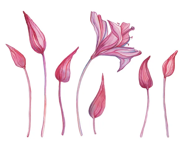 Ručně tažené abstraktní květy — Stock fotografie