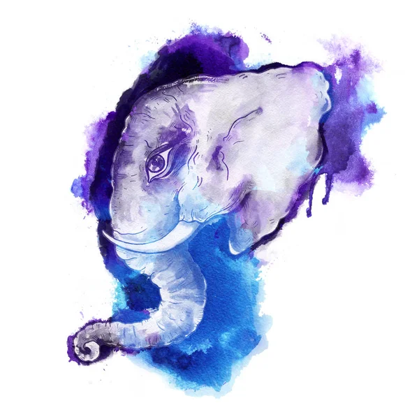 코끼리의 머리 — 스톡 사진