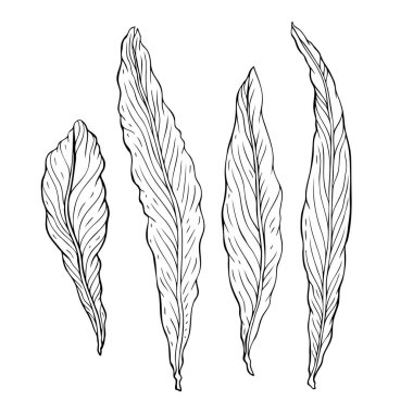 Yaprak türleri. Anahat farklı türde bırakır