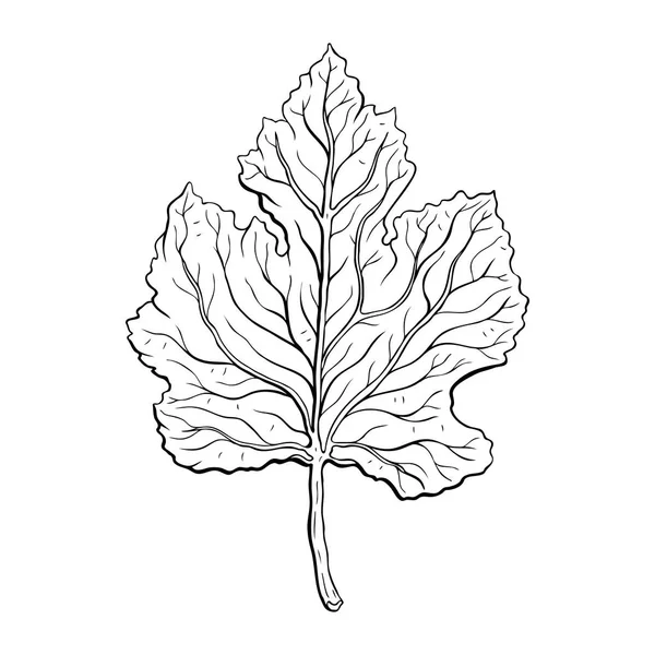 yaprakları. Elle çizilmiş vektör çizim
