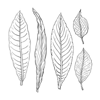 Yaprak türleri. Anahat farklı türde bırakır