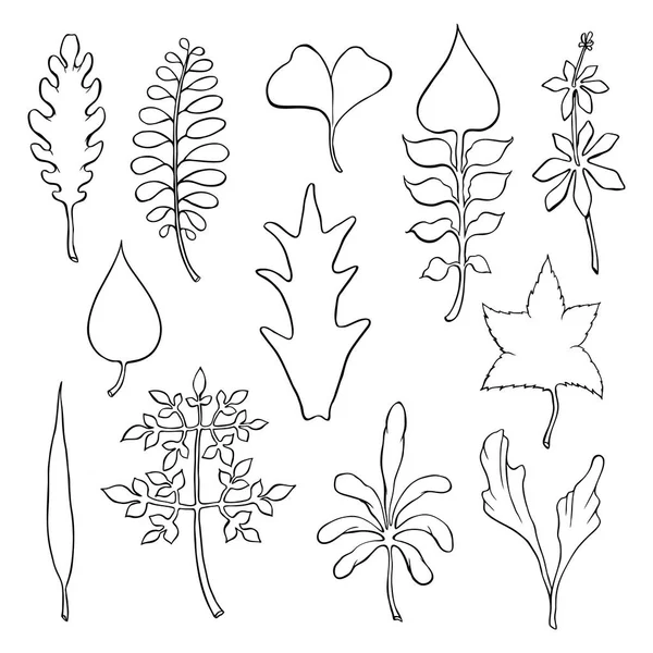 葉の種類。さまざまな種類の葉を概要します。 — ストックベクタ