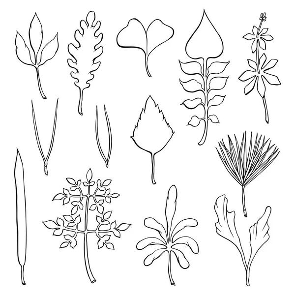 Types of leaf. Outline leaves of different types — Stock Vector