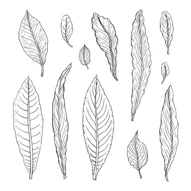 Yaprak türleri. Anahat farklı türde bırakır