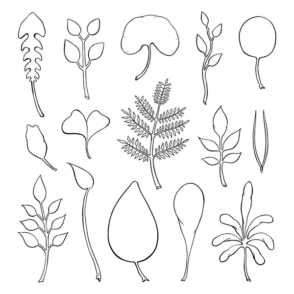 Types of leaf. Outline leaves of different types — Stock Vector