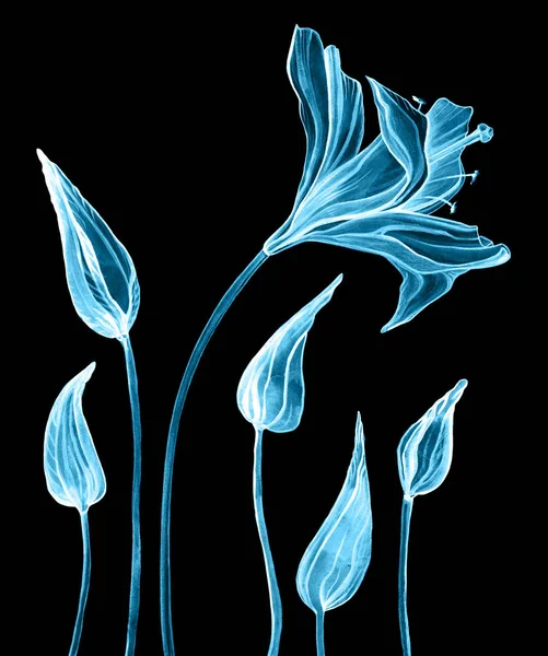 Ručně tažené abstraktní květy — Stock fotografie