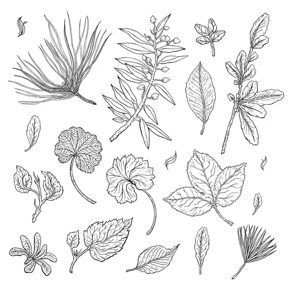 Soorten blad. Overzicht bladeren van verschillende typen — Stockvector