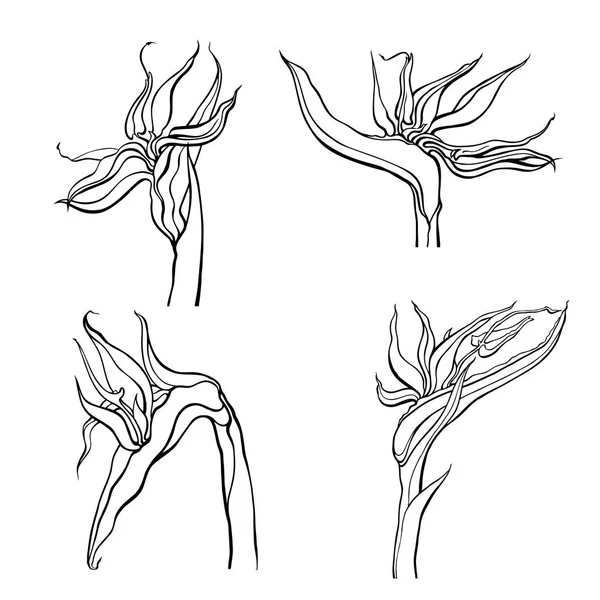 手描きの花や植物 — ストックベクタ