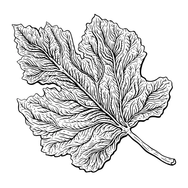 Piękny liść szczegółowe. Botaniczny ręcznie rysowane realistycznych ilustracji wektorowych — Wektor stockowy