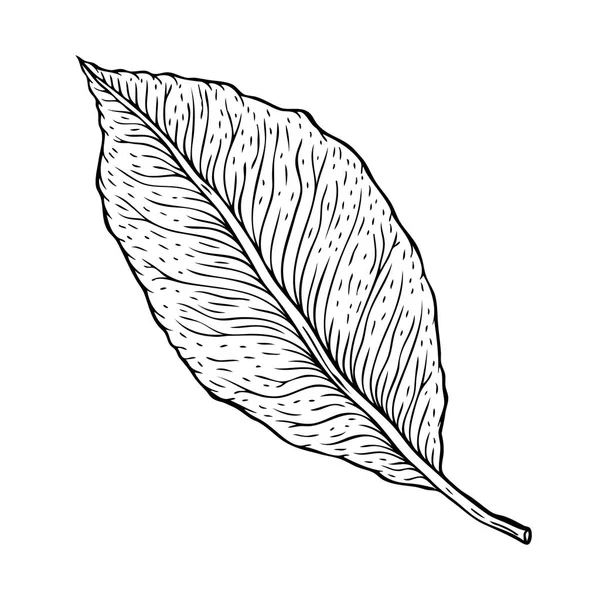Bela folha detalhada. Ilustração vetorial realista desenhada à mão botânica —  Vetores de Stock