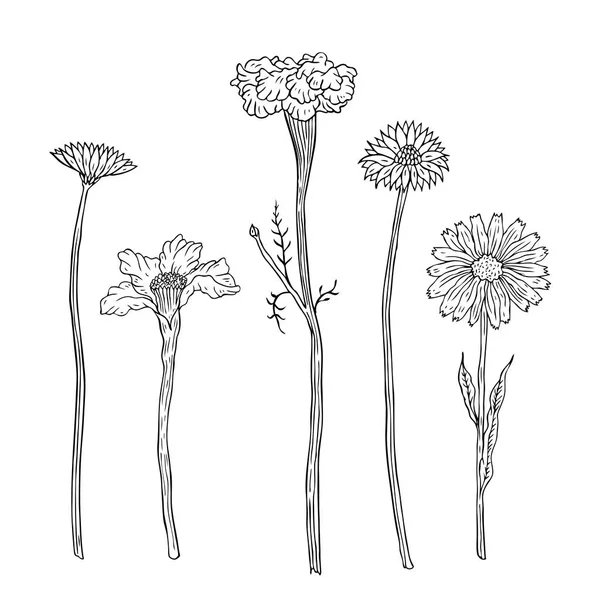 Handgezeichnete Blumen und Pflanzen — Stockvektor