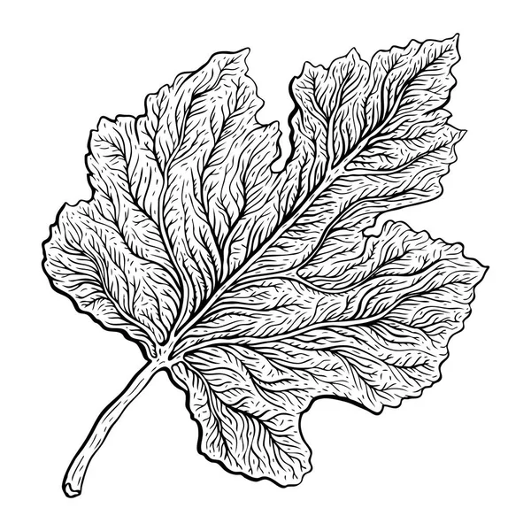 Mooi gedetailleerd blad. Botanische Hand drawn realistische vectorillustratie — Stockvector