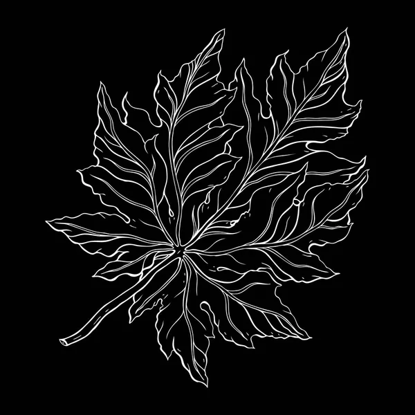 Мбаппе подробный лист. Ботаническая ручная рисованная реалистичная векторная иллюстрация — стоковый вектор