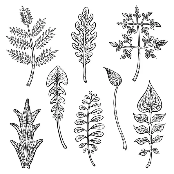 Types of leaf. Outline leaves of different types — Stock Vector