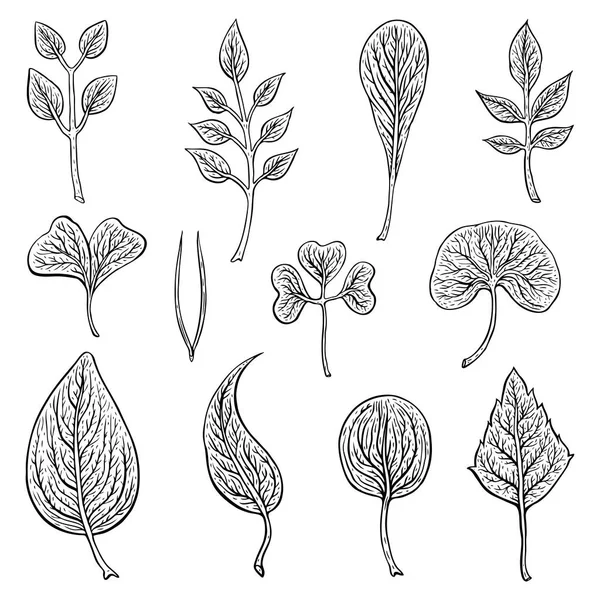 Types de feuilles. Décrivez les feuilles de différents types — Image vectorielle