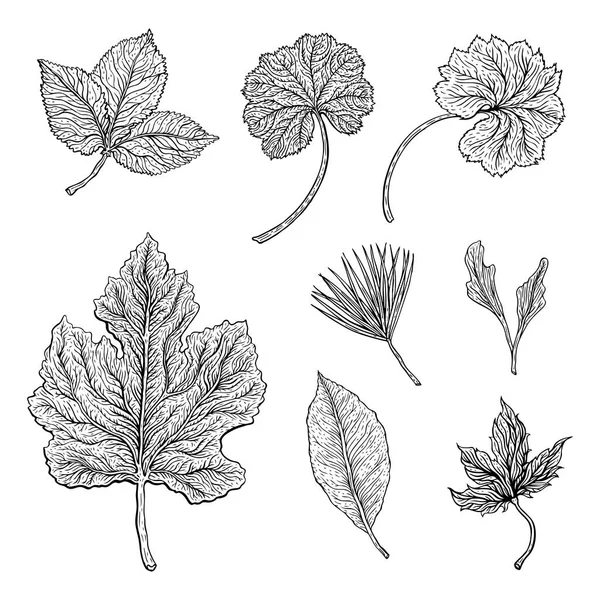 Types of leaf. Outline leaves of different types — Stock Vector