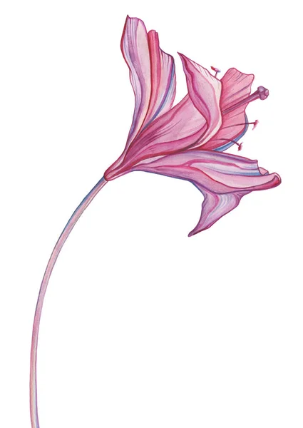 Kwiat Abstrakcja akwarela. Ręcznie rysowane kwiatowy wzór — Zdjęcie stockowe