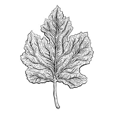 Güzel ayrıntılı yaprak. Botanik el çekilmiş gerçekçi vektör çizim