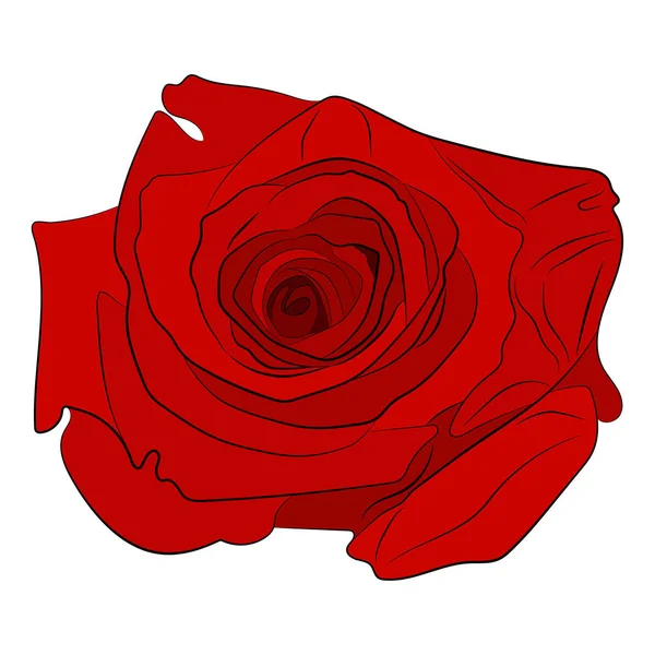 Vörös Rózsa Vektor Ábra Rajz — Stock Vector