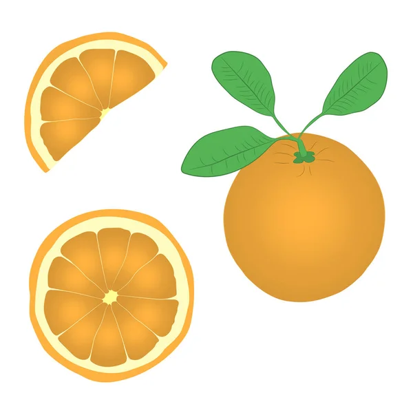 Naranja fruta vector dibujo ilustración — Vector de stock