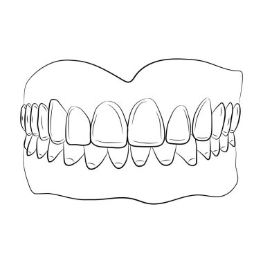 insan çene dişleri olan. vektör çizim çizim