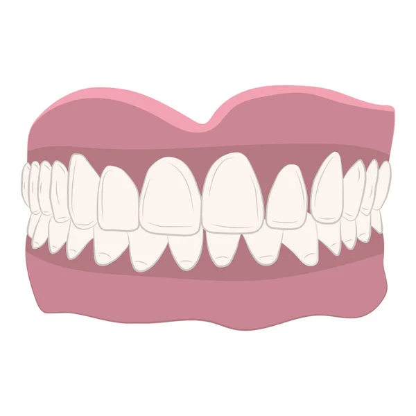 Human Jaw Teeth Vector Drawing Illustration — Stock Vector