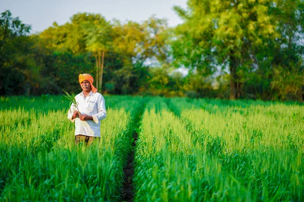 Індійських Фермерів Проведення Урожай Рослин Його Пшенична Сфера — стокове фото
