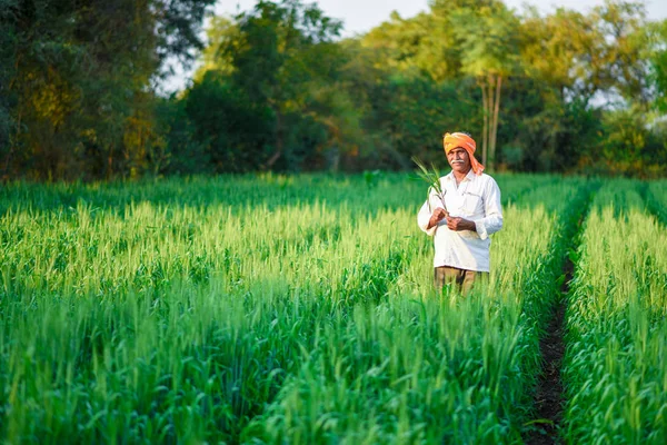 印度农民在麦田里种植农作物 — 图库照片
