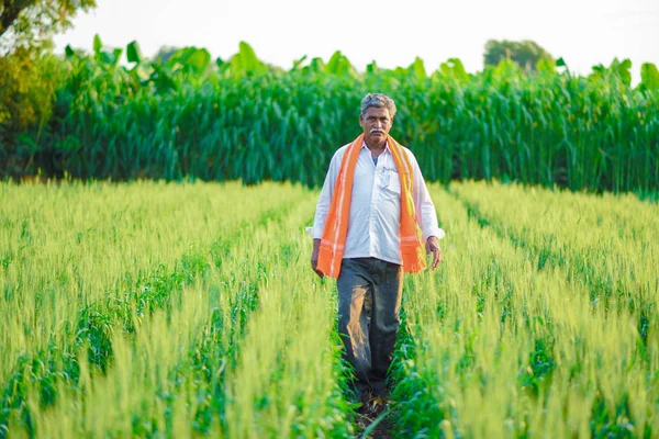 印度农民在麦田里种植农作物 — 图库照片