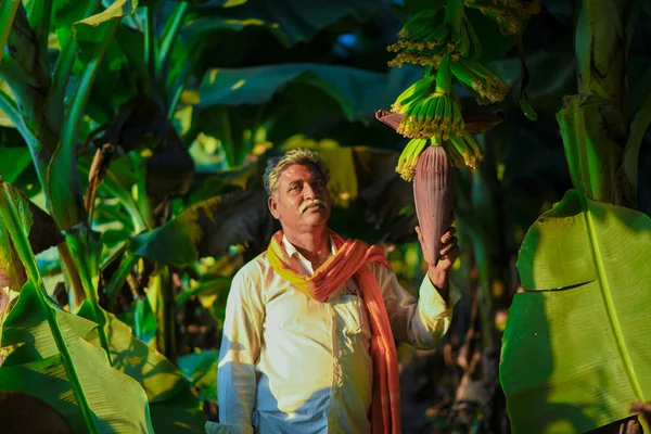 Indian Farmer Banana Farm — Stock Photo, Image