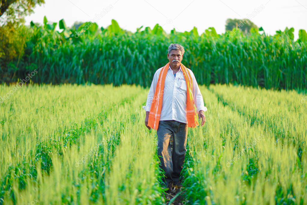 Indian farmer holding crop plant in his Wheat field