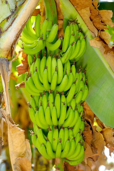 绿色香蕉领域 — 图库照片